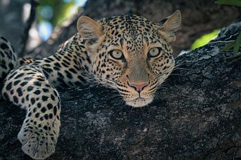 leopard rests in tree