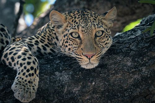 Leopard ruht im Baum