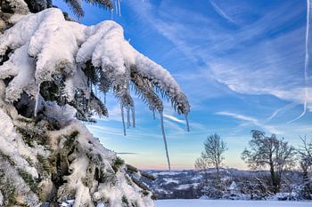 Cône de glace sur un sapin