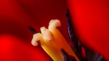 Stamper van een tulp von Henk Goossens