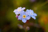 Don't forget me by Crystal Clear thumbnail