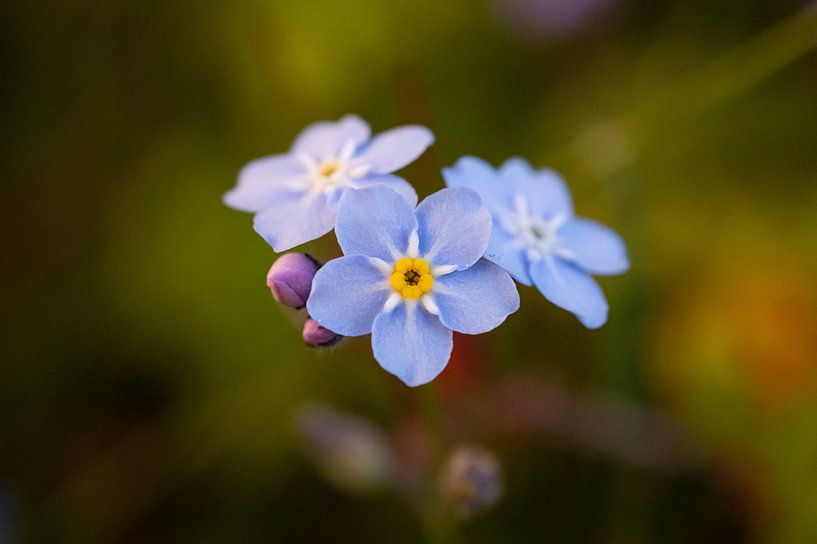 Don't forget me by Crystal Clear