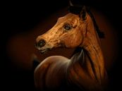 Porträt eines Pferdes von Arjen Roos Miniaturansicht