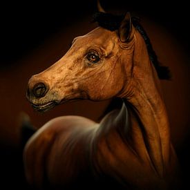Portret van een paard van Arjen Roos