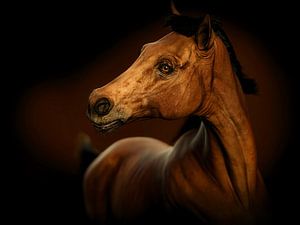 Portrait d'un cheval sur Arjen Roos