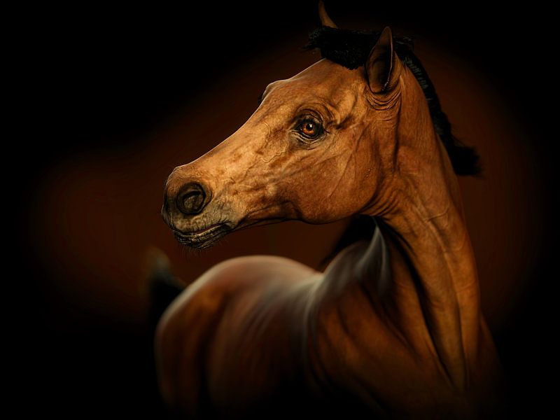 Porträt eines Pferdes von Arjen Roos