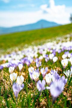 Crocus meadow at Mittagberg with view to the Grünten mountain by Leo Schindzielorz