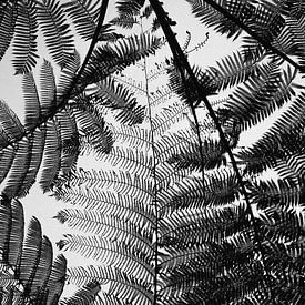 Balinese ferns in silhouette black and white by Guy Houben
