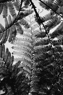 Balinese ferns in silhouette black and white by Guy Houben