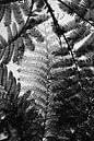 Balinese ferns in silhouette black and white by Guy Houben thumbnail