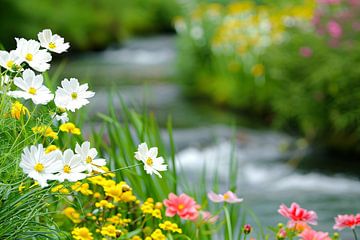 Flowers along a quiet stream by Imperial Art House
