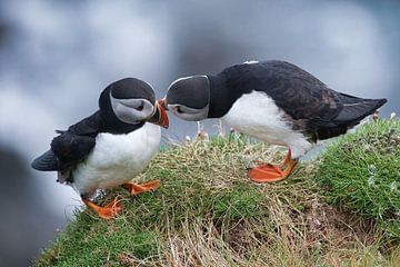 Écosse les oiseaux macareux highlands sur Ellen Duvekot