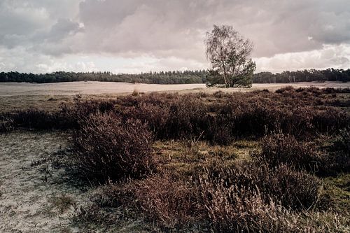 boom op de Soester Duinen