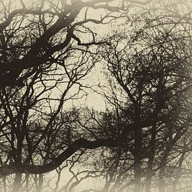 Bäume ohne Blätter von Aiji Kley