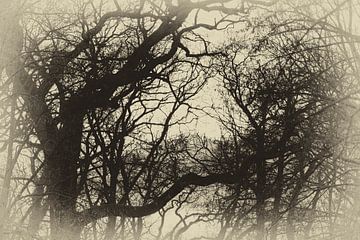 Bäume ohne Blätter von Aiji Kley