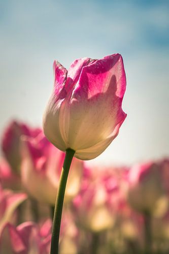 La tulipe néerlandaise