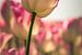 Die holländische Tulpe von Truus Nijland