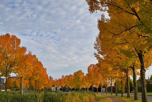 Rijen herfstbomen in de stad Weert