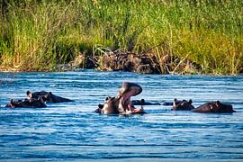 Hippopotamus