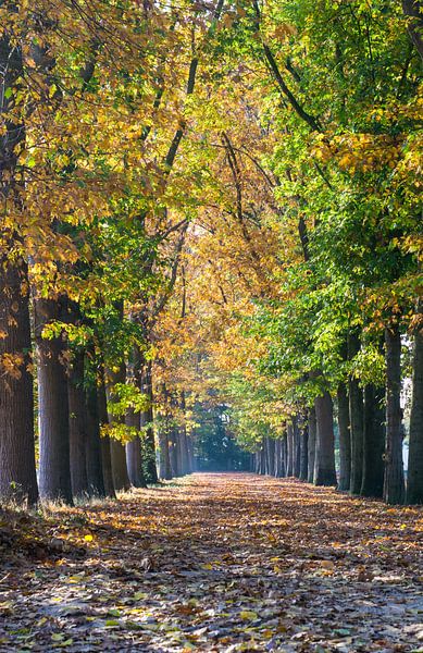 Bos en Herfstlicht. van Anjo ten Kate