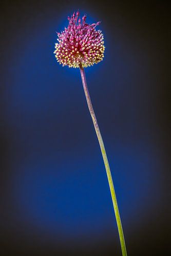 Stilleven bloem