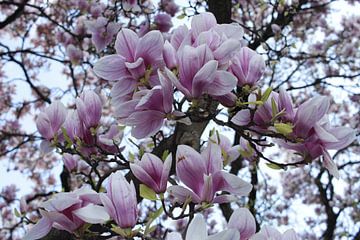 Magnolienblüte im Detail im Frühling im Querformat