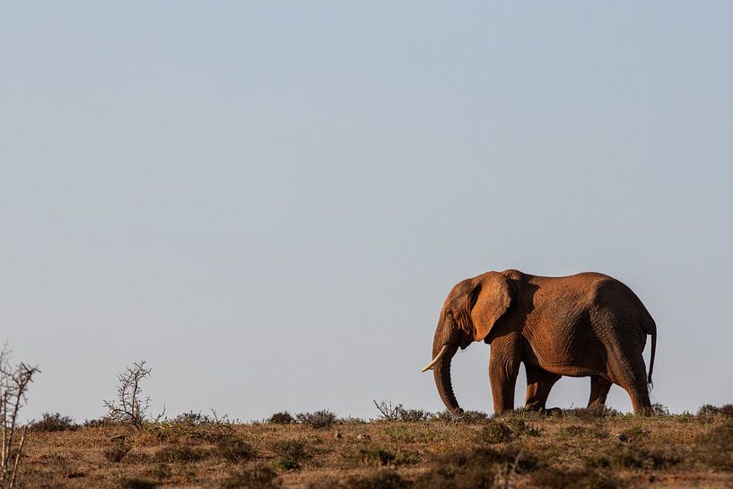 L'heure d'or par Martin Schuit