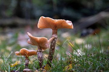 Paddestoel in de herfst van Memories for life Fotografie