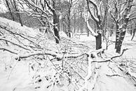 Winterlandschaft von Dalex Photography Miniaturansicht