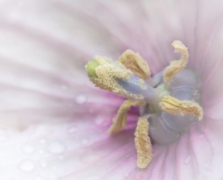 Ballonblume (Platycodon grandiflorus) von Mark Evers