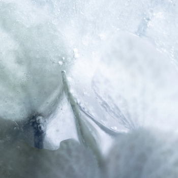 Hortensie Grau Eis | Blumenfotografie