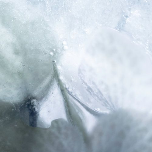 Hortensia Grey Ice | Photographie florale