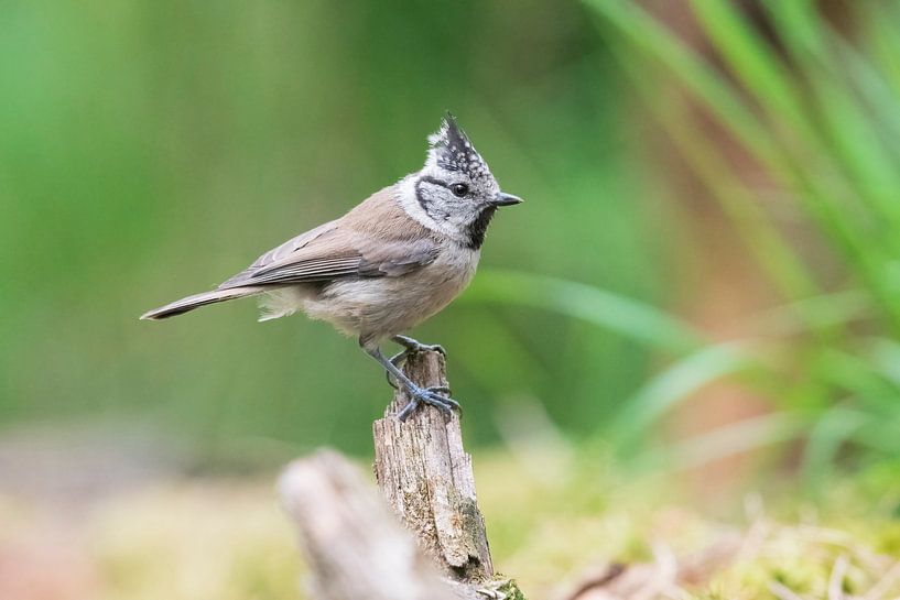 Crested tit by Merijn Loch
