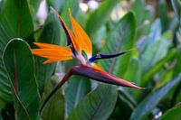 Bird of paradise flower