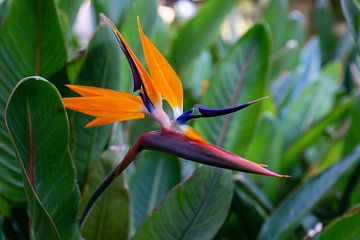 Bird of paradise flower by Jaco Verheul