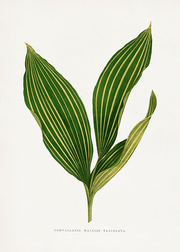 Illustration eines Maiglöckchenblatts