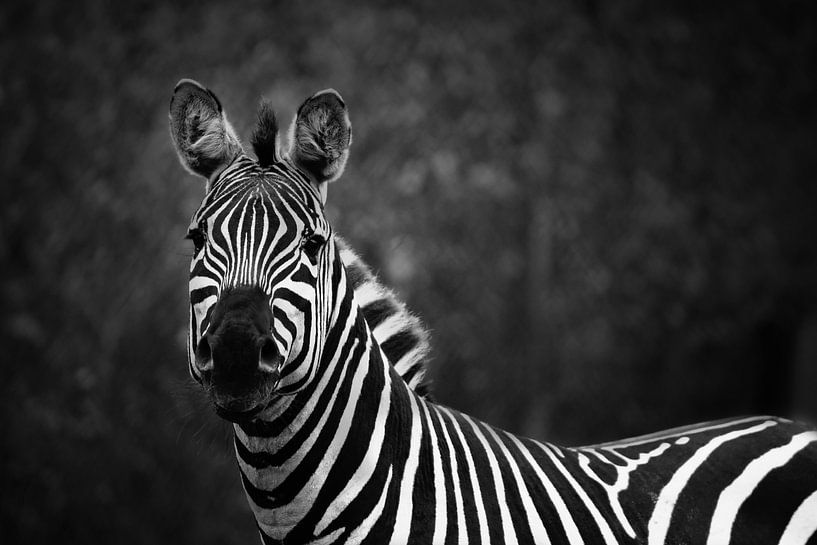 Tiere - Streifen von Angelique Brunas
