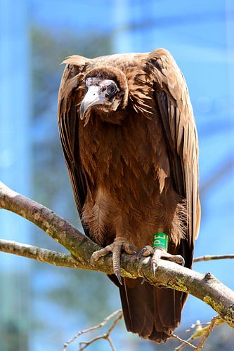 Adler, schöner Vogel