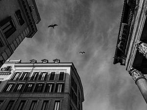 Die Vögel rund um das Pantheon Rom BNW