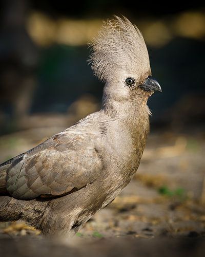 Weißrücken-Mausvogel