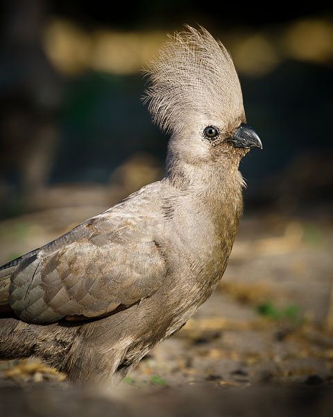 Oiseau-souris à dos blanc par Marco Schmierl