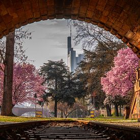 Amandelbloesemboom op de Main in Frankfurt voor de skyline van Fotos by Jan Wehnert