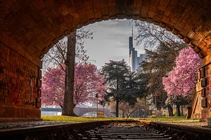 Mandel Blüten Baum am Main in Frankfurt vor der Skyline