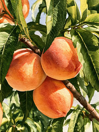 Peach van Franka Poulain
