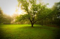 Dutch Landscapes van Lima Fotografie thumbnail