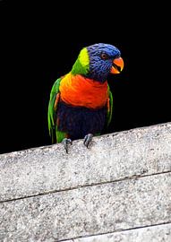 lori van Rick Van der bijl