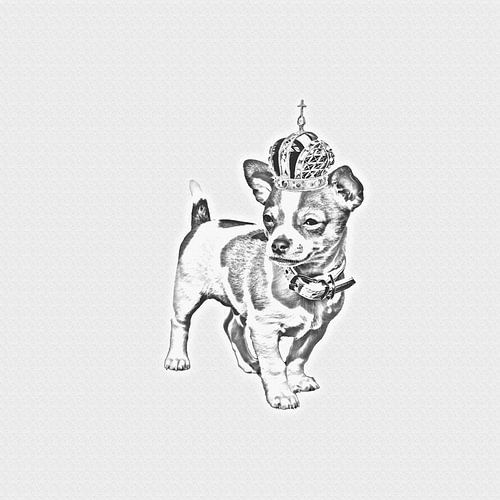 Chihuahua