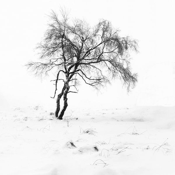 dancing in the snow by Guy Lambrechts Photography