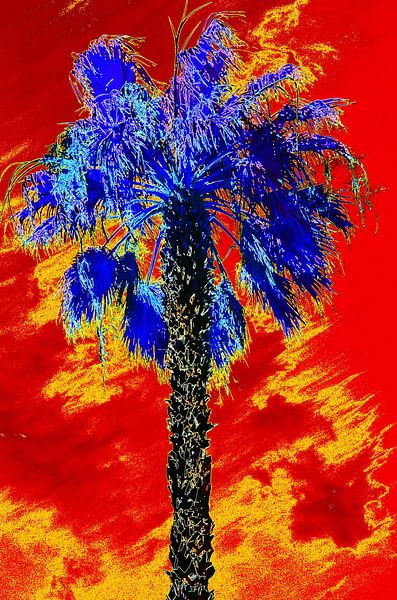 Palma Azul par De Rover