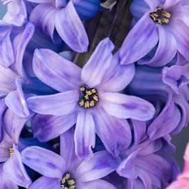 Hyacinth Closeup by Samantha Schoenmakers